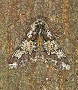 Oak Beauty
